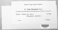 Uredo microglossae image